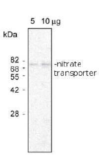NRT1,4 | Nitrate transporter in the group Antibodies Plant/Algal  / Membrane Transport System / Vacuolar membrane at Agrisera AB (Antibodies for research) (AS09 473)